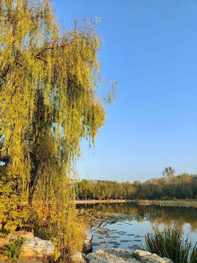 擁有森林棧道的天津免費公園