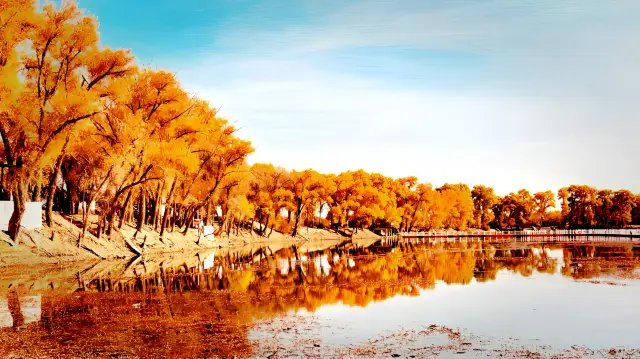 【Xinjiang·Luntai】Looking for the king of Populus euphratica forest in the most beautiful season