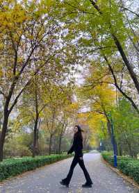 秋冬版City walk｜來太原森林公園踩樹葉啦！