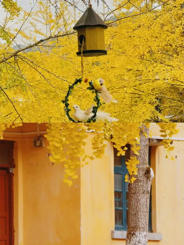 ฉันเห็นฤดูใบไม้ร่วงในตาฉัน| แผนที่การชม Gingko ที่ Pingtian Town, Nanxiong