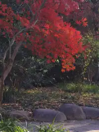 這難道就是