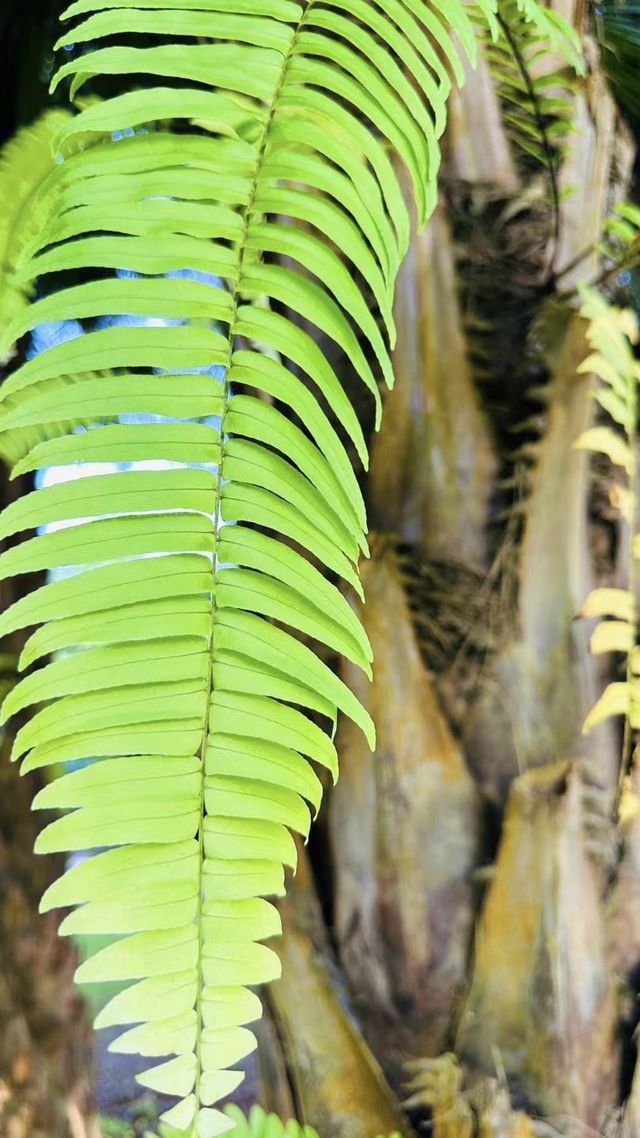 西雙版納傣族自治州•中科院植物園