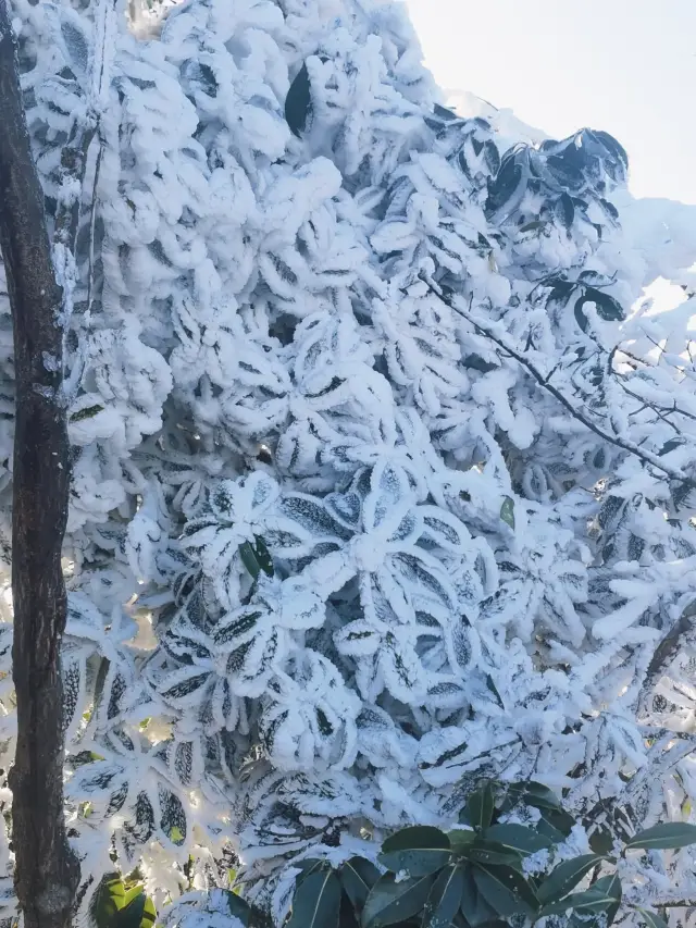 絶美の莽山五指峰霧氷、確かに見に来ないの？