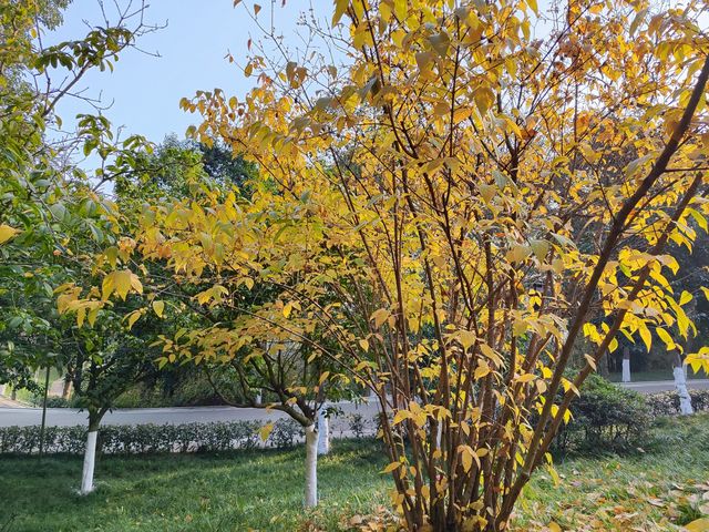 小寒節氣西山公園賞蠟梅