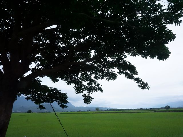 台灣必去景點伯朗大道風吹麥浪踏車而行悠閒舒適