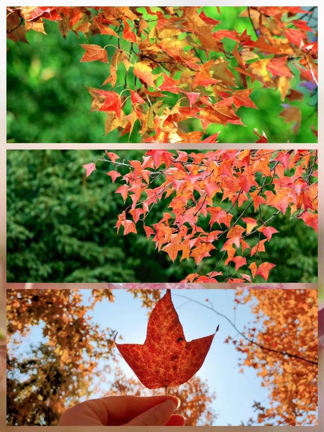 免費賞虞美人花海、楓葉紅了，這一幕美爆了！