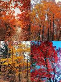 賞秋！不可錯過的美景！吉林•紅葉谷攻略！奉上！