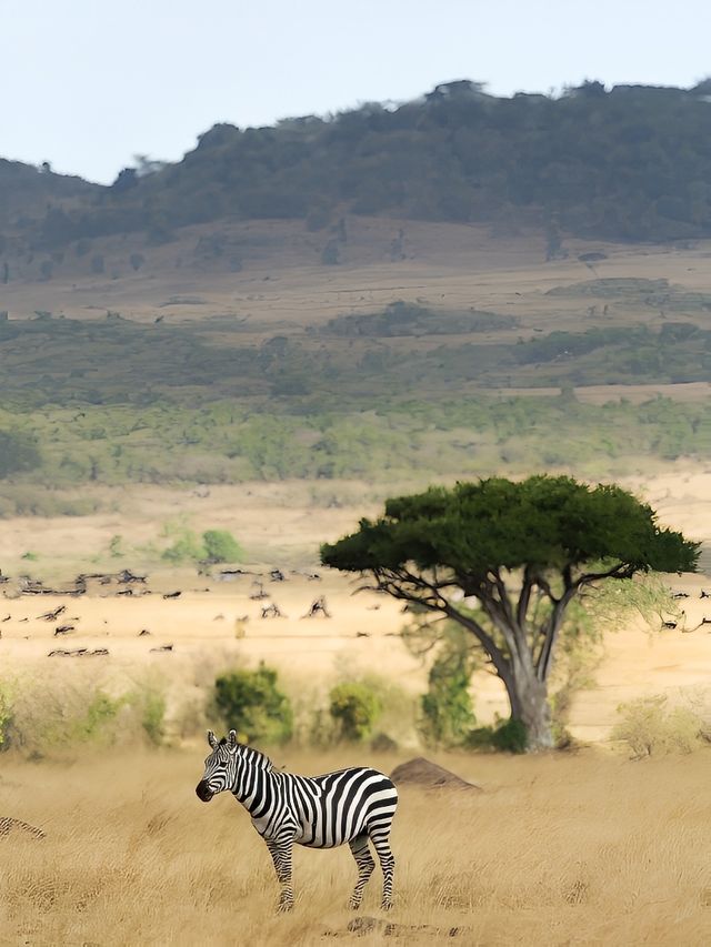 馬賽馬拉國家野生動物保護區 野生動物大遷徙——肯尼亞旅遊業的超級招牌！從坦桑尼亞的塞倫蓋蒂到肯尼亞的