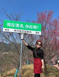 「櫻」你而來—想看櫻花的一定要來這裡