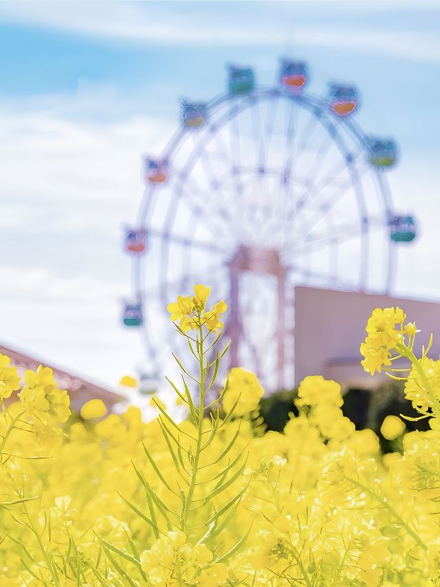 油菜花已滿開免費就能看的東京近郊絕景