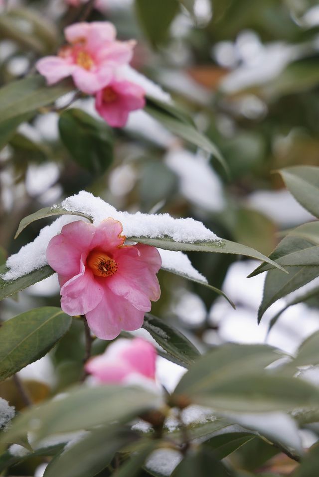 揚州度假一日遊攻略，居然雪後景色這麼美