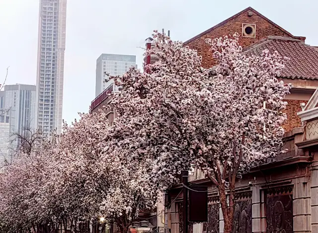 Tianjin is about to be tightly embraced by the begonias