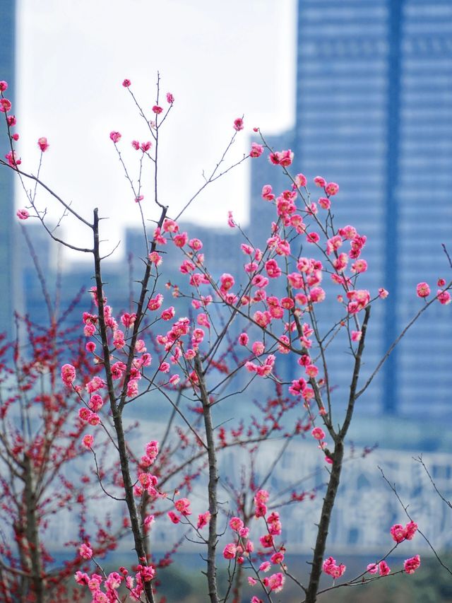 合肥拍梅花機位推薦！天鵝湖公園遙遙領先