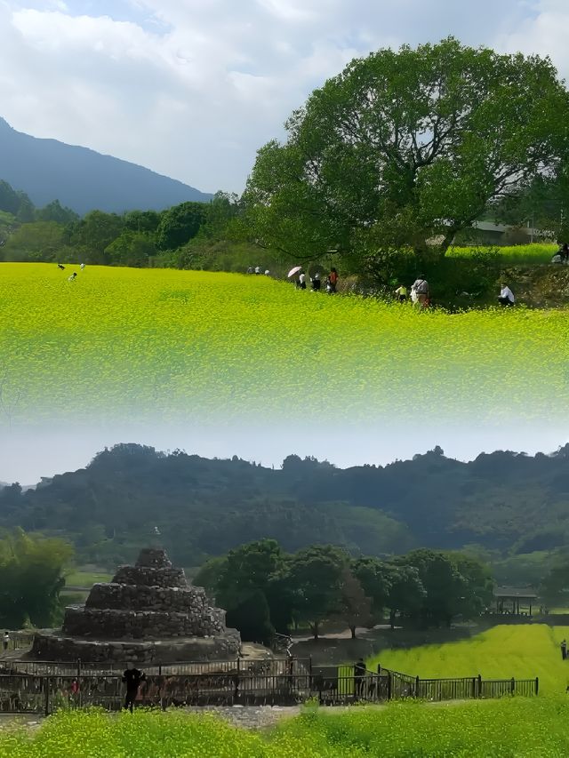 春日限定！ | 這個春天就來古山重看油菜花吧！！