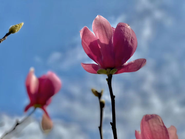 在深圳快看，春日顶流玉兰花上線了啦