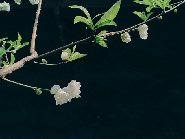 烏山風景區，賞花好去處