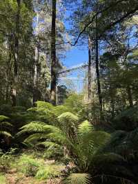 第一次樹頂漫步—Otway treetop walk