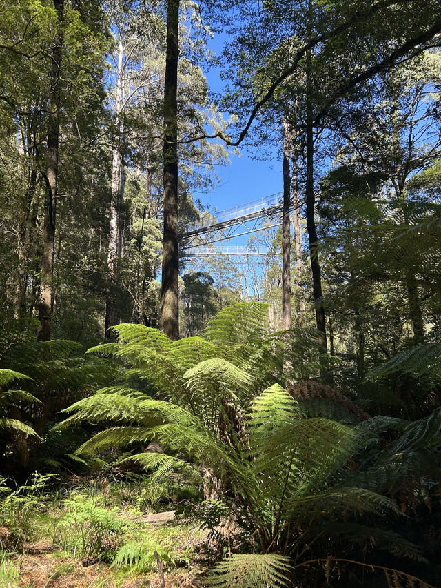 第一次樹頂漫步—Otway treetop walk