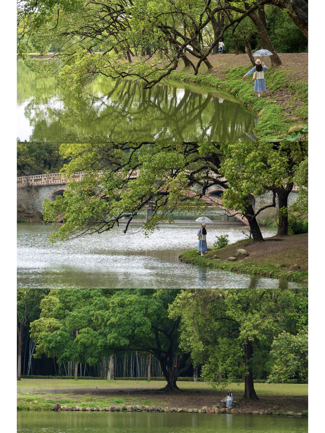 不是西雙版納！是廣州！下雨天的植物園好絕