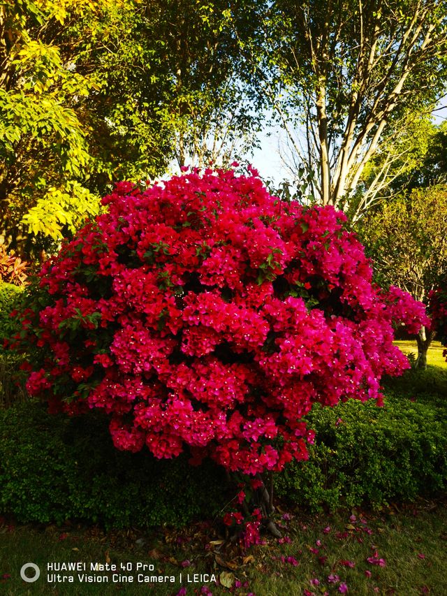 陽光康養地：攀枝花