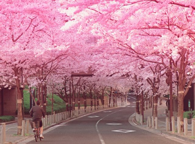 Yokohama: The Magical Cherry Blossom