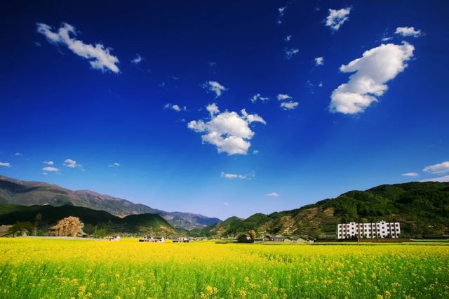 莫負春光好韶華，越西豈止油菜花開
