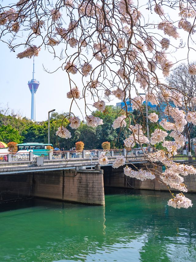 成都！藏在城市裡的春天