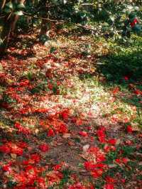 【春日探秘】華南植物園，春天的彩色盛宴