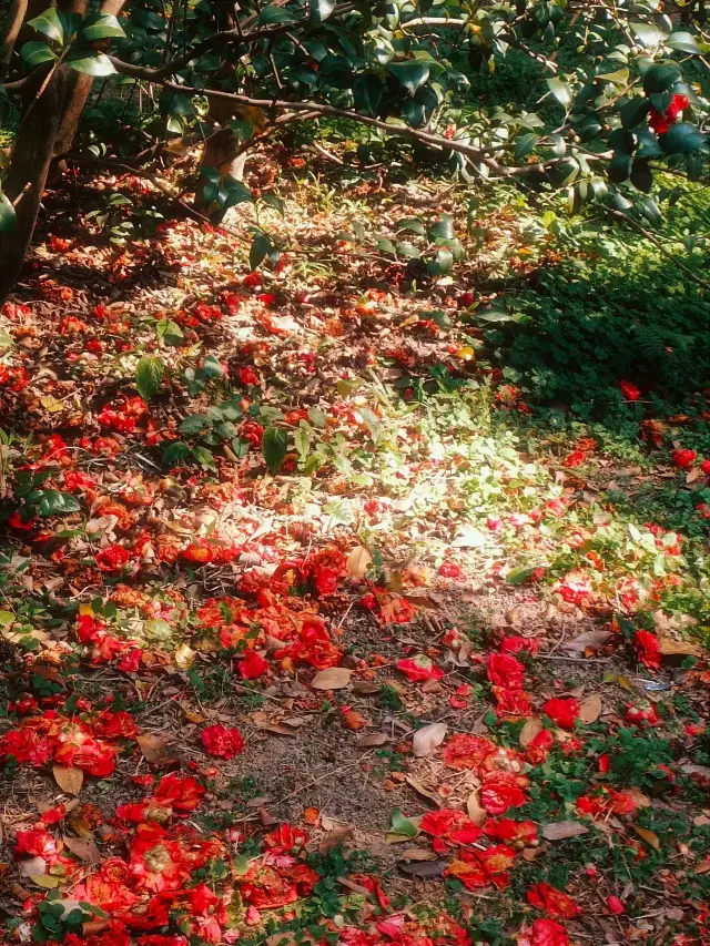 【Spring Exploration】South China Botanical Garden, a colorful feast of spring