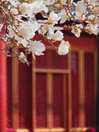 緊鄰故宮的小眾寺廟，人少景美的賞花勝地