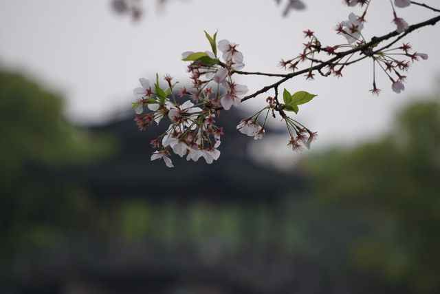雖昨夜杭州一場雨，曲院風荷這個神仙賞花機位的賞櫻攻略還能安排