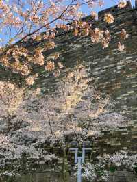 20萬朵美瘋了玄武湖公園郁金香已盛開