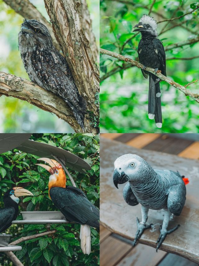 迄今為止去過最好的鳥類動物園！