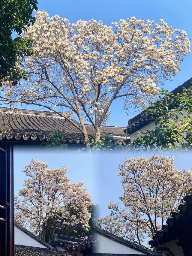 Suzhou! An unmissable spot for admiring magnolia blossoms, be sure to bookmark this!
