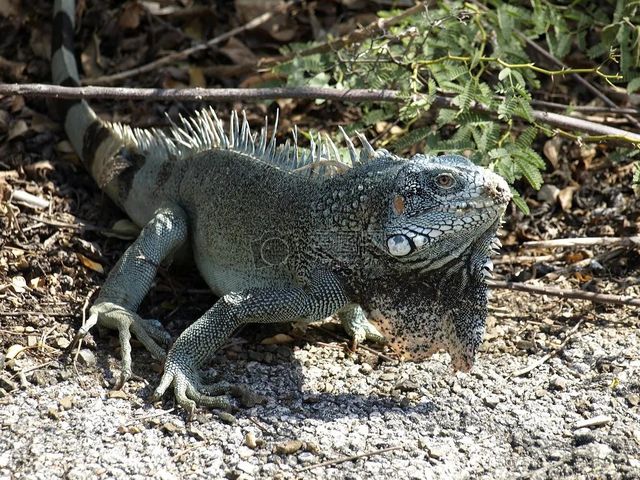 遊玩曼谷野生動物園