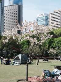 免費開放！上海賞花寶藏好去處