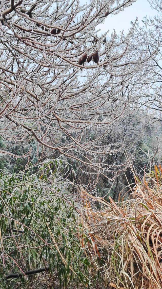 最美雪景｜春天冻雨覆蓋下的東林寺淨土苑