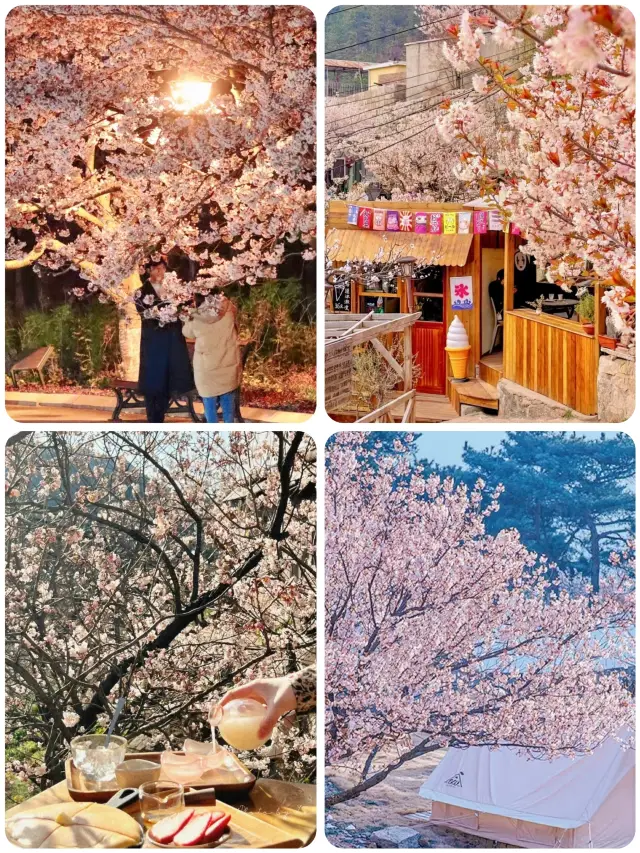 Direct high-speed train access! Having seen the cherry blossoms in this spot, one can truly say they haven't wasted this spring | Qingdao | Laoshan