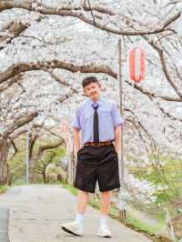 比起神鹿公園，我更愛奈良櫻花盛放的河堤