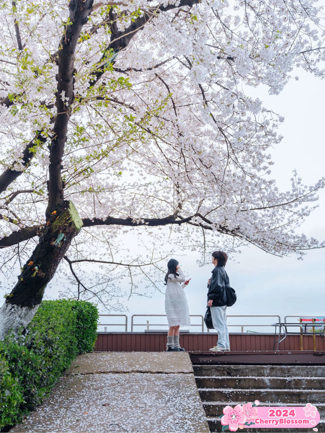 Cherries at Hanyang Holiday Inn 🌸🌊 🏨 