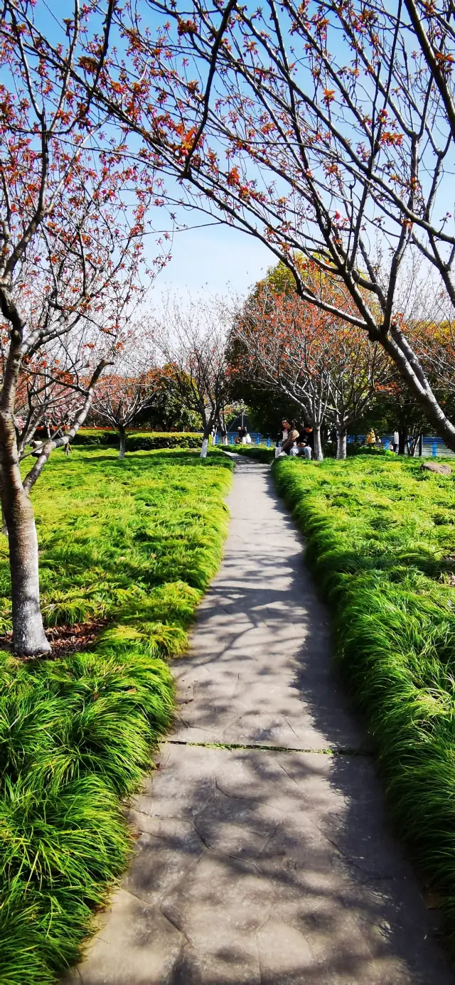 高東桜花園：上海で最も長い沿川の桜並木