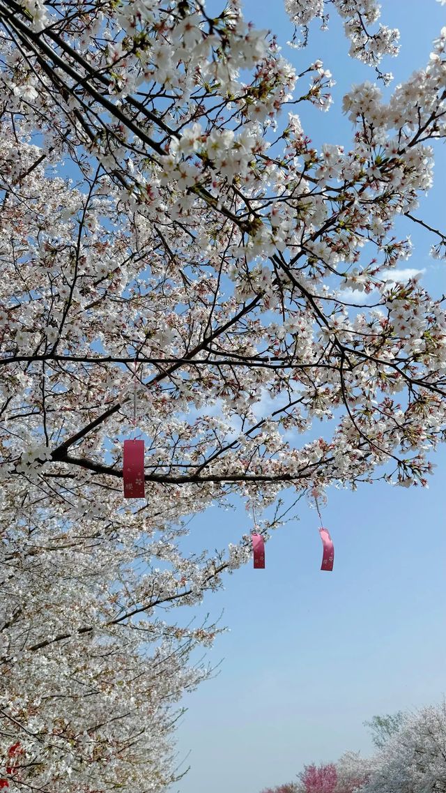 在鄭州豐樂櫻花樹下見面吧真的好出片！