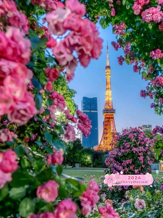 Excellent Tokyo Tower in Japan 🗼🇯🇵
