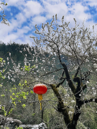 水浪花谷：廣東的隱秘李花天堂