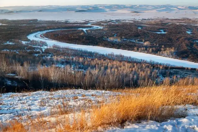 Erguna Birch Forest