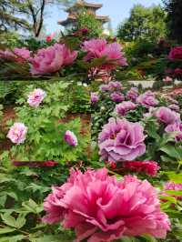 洛陽牡丹花節賞花指南|建議收藏