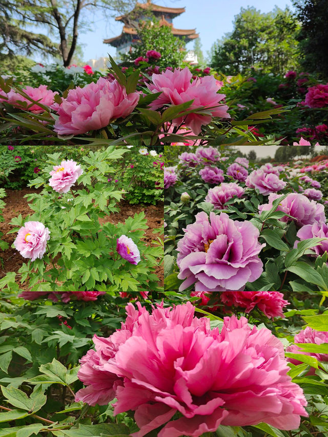 洛陽牡丹花節賞花指南|建議收藏