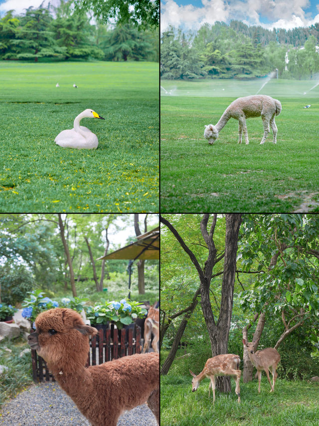 Enjoying breakfast with the alpaca🦙 and deer🦌 in the private hot spring estate within the fifth ring.