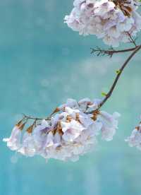 人少景美| 春日裡的泡桐樹花盛開