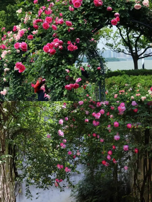 東方之門旁的秘密花園，月季花開滿了